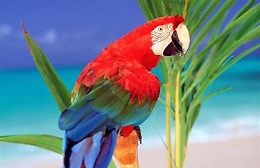 P. Armerina, pappagallo di vedetta in villa in cui si nascondeva droga