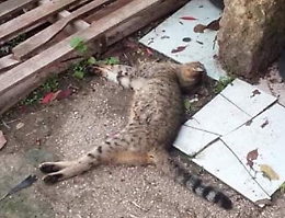 Sciacca, Rivoluzione animalista deposita esposto: “Basta stragi di gatti”