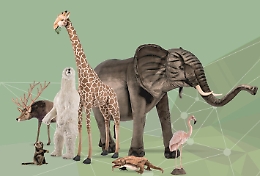 Animals, a Etnapolis una mostra per conoscere gli animali rispettandoli