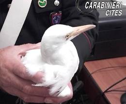 Valderice, bracconieri feriscono un airone guardabuoi