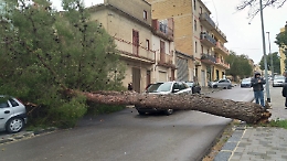 Racalmuto: cade albero, tragedia sfiorata