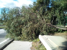 Catania, San Giorgio: albero caduto sul marciapiede al Viale Biagio Pecorino