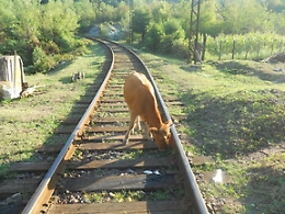 Mucche lungo i binari investite dal treno, tre denunce nel Siracusano