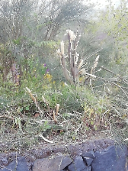 Strada Provinciale 92 Nicolosi-Etna: Ginestra potata e dimenticata sulla strada