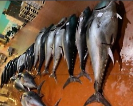 Riposto, sequestrati tremila chili di tonno rosso privo di tracciabilità