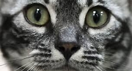 Sconcerto a Canicattì, uccide 
e sviscera un gattino per mangiarlo