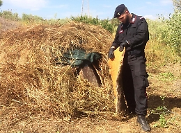 Catania, beccato con 520 chili di sughero del bosco Santo Pietro