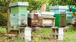 Lentini, scoperte arnie con coleottero infestante