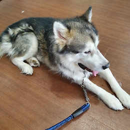 Palermo: troppi insetti nocivi a causa dell'eccessivo inquinamento in città