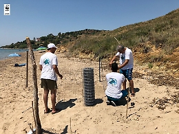 Secondo nido di tartaruga Caretta caretta a Sciacca