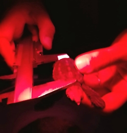 Linosa: nate le prime 10 Caretta caretta