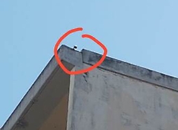 Telecamere abusive e animali maltrattati, tre denunce a Librino