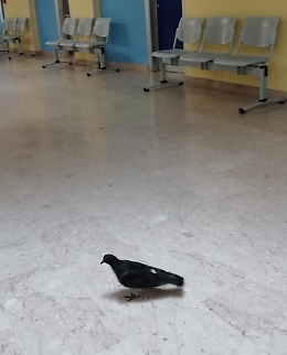 Catania, Ospedale Garibaldi: "Uno strano paziente"