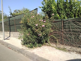 Giarre: Oleandro cresciuto sul marciapiede impedisce il passaggio dei pedoni