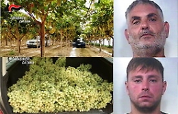 Santa Maria di Licodia, ladri d'uva arrestati grazie alle ronde dei produttori