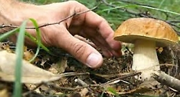 Famiglia intossicata da funghi non controllati, sull’Etna al via gli sportelli micologici