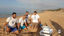 Nascono 82 piccole di tartaruga marina a Menfi