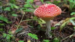 Funghi, tutte le fake news
delle "bistecche vegetali"