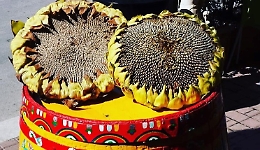 Aragona, al via la raccolta del girasole Sicano