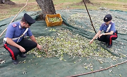 Sciacca:  raffica di furti di olive, i produttori chiedono aiuto