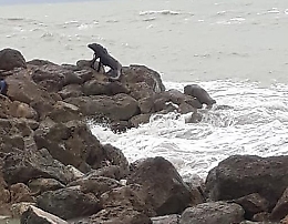 Un varano a San Leone, ma in verità è un tronco d'albero