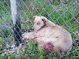 Zafferana Etnea, cane cade da un dirupo: salvato dai Vigili del Fuoco