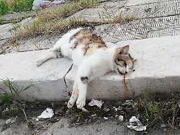 Strage di gatti randagi a Ravanusa