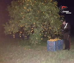 Lentini, anziché restare a casa rubavano agrumi: arrestati 5 catanesi