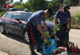 Licata, 180 piante di cannabis rinvenuto dai carabinieri, un uomo in manette