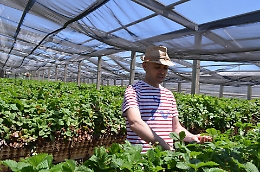 Quelle "fragoline di mare" che mi hanno cambiato la vita