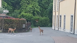 Coronavirus, nel bergamasco gli animali si ritagliano spazi in città