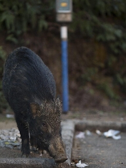 Scrofa uccide un uomo e ferisce un bimbo: si erano avvicinati ai maialini