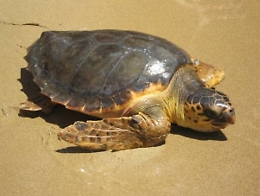 A Linosa la prima tartaruga della stagione “Caretta Caretta” depone le sue uova