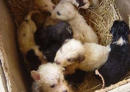 Abbandona 8 cuccioli per strada anziano sorpreso e denunciato