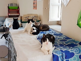 "Aristogatte": «Dateci una struttura per creare un rifugio sanitario per i gattini»