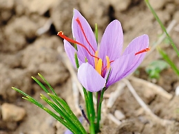 Zafferano, oro rosso di Sicilia dalle tante proprietà benefiche
