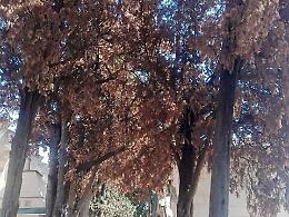Catania, iniezioni di veleno ai cipressi del cimitero. Radici davano fastidio?