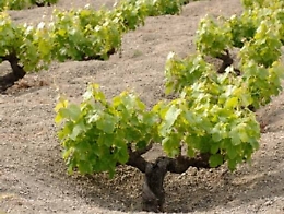 Pantelleria, maxi furto (sei quintali) di zibibbo