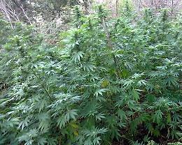 Licata, nel suo terreno coltivava piantine di marijuana: arrestato