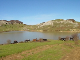 «Pascoli in mano ai mafiosi», sindaco di Troina minaccia dimissioni