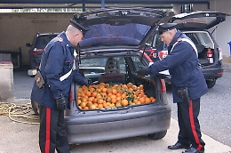 Cassibile, ruba mezza tonnellata di arance, arrestato