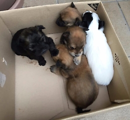 Cuccioli abbandonati dall'assessore, la Lav: «Fatto grave, revocare delega»