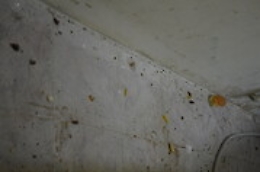 Catania, blatte nel laboratorio di pasticceria che riforniva una scuola