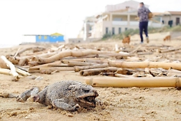 Punta secca, il "rospo" pietrificato dal sale diventa virale sul web