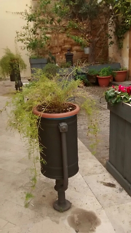 Augusta, piante private nei cestini pagati coi soldi dei contribuenti