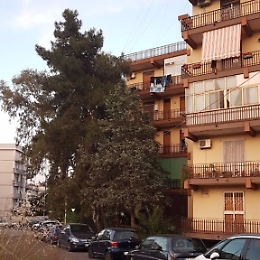 Catania, albero pericolante sui fili della luce in via Anselmi