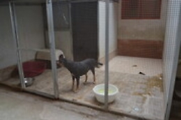 Canile lager a San Giovanni Galermo, denunciati il responsabile e due veterinari