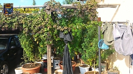 Carlentini, scoperta piantagione di marijuana, un arresto