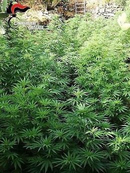 Bronte,  piantano marijuana nel terreno di un'anziana donna