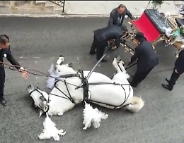 Cavallo stramazza a terra durante corteo di nozze a Borgetto